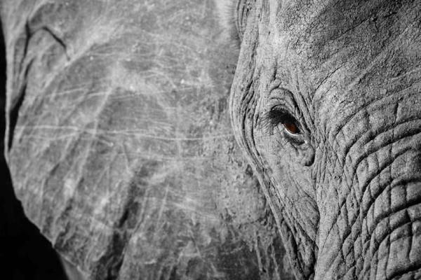 کجا فیل ببینیم؟ کجا فیل ببینیم؟