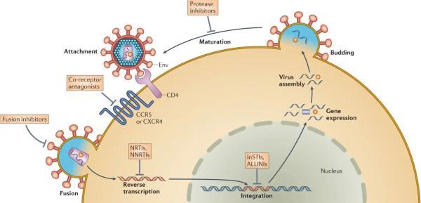 داروهای ضدویروسی HIV چگونه در بدن عمل می نمایند و چرا مصرفشان حیاتی اند؟ داروهای ضدویروسی HIV چگونه در بدن عمل می نمایند و چرا مصرفشان حیاتی اند؟